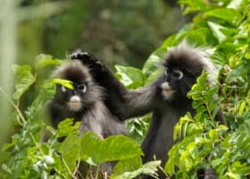 The Habitat Penang Hill